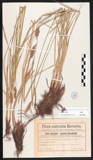 Schwarzschopf-Segge bei Burgheim